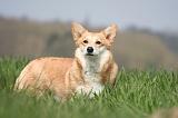 CORGI PEMBROKE 1225